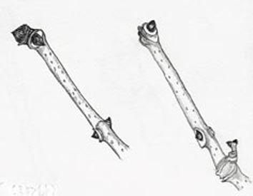 冬だからこその観察 (2)