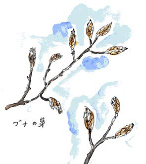 木々の芽スケッチ 1