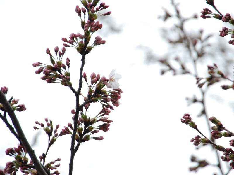 桜の開花状況