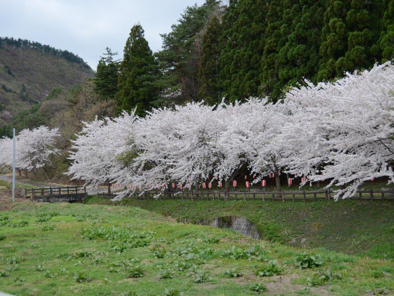 中村原土壇の桜