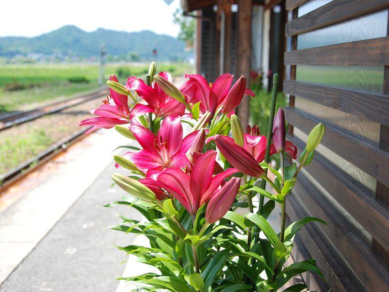 駅のユリが咲きました♪