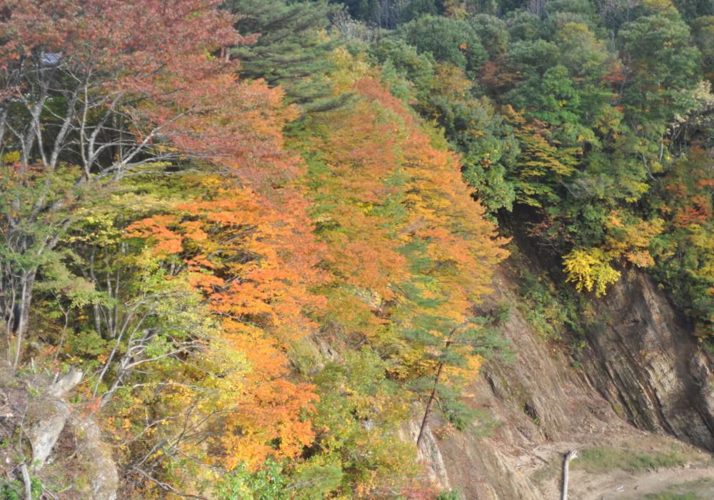 紅葉が見頃過ぎて外に飛び出してきた