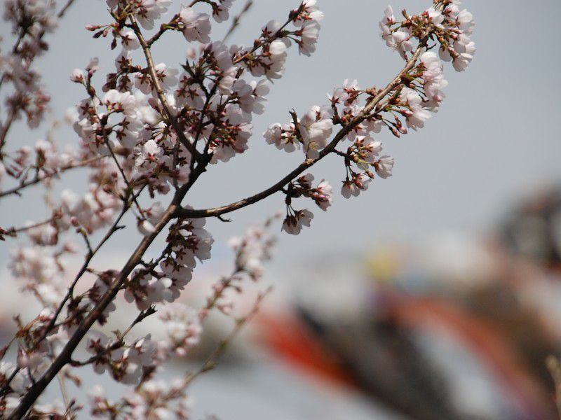 5/4 ゴールデンウィ~ク!! ~いいでめざみの里物産館 めざみ祭~