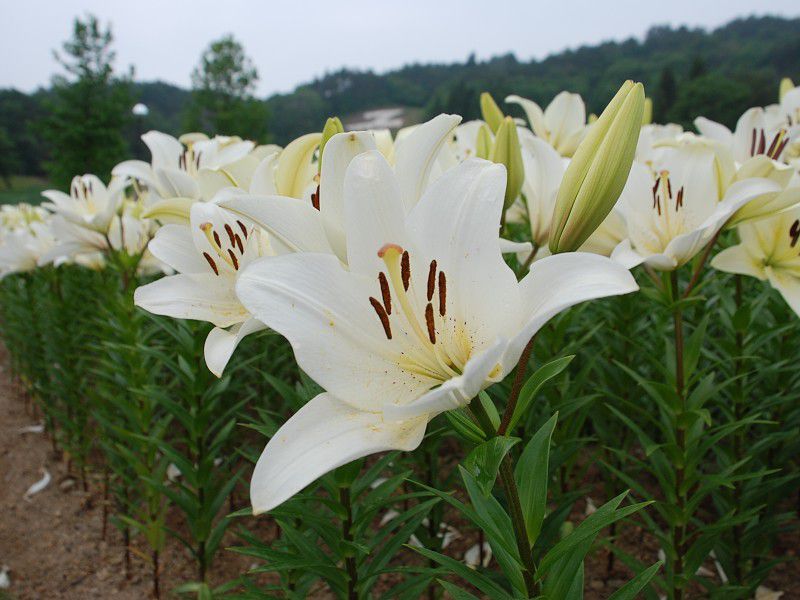 6/11 どんでん平ゆり園開園!!