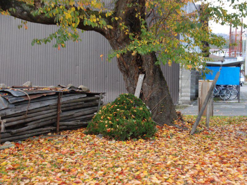 11月8日 今日は立冬!