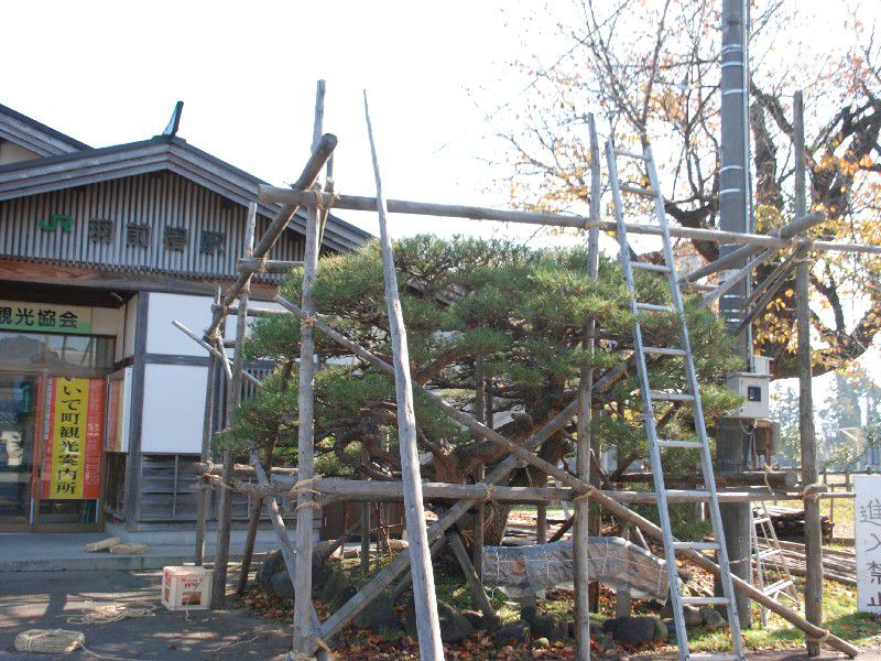 雪囲い完了しました!