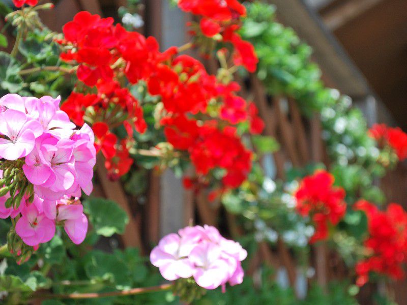 ゆり園の花を紹介!