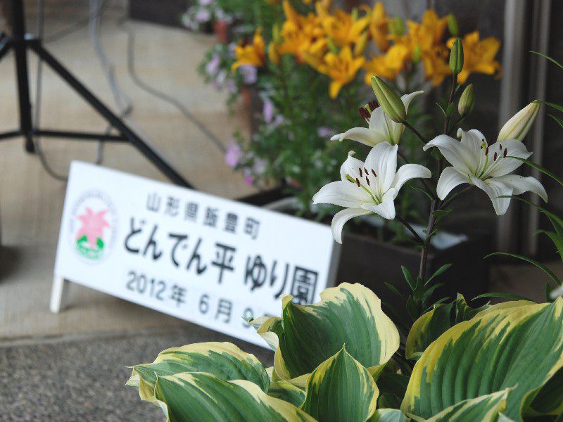 ゆり園が今日から開園です!