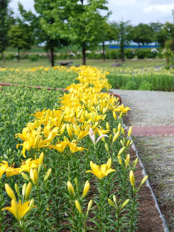 明日開園!いいでどんでん平ゆり園♪