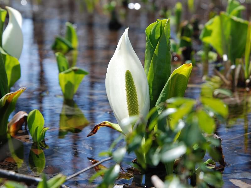 群生が抜群に美しい4月後半見頃の花!!