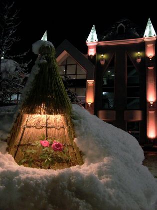 高畠町　まほろば冬咲きぼたんまつり　今週末まで！