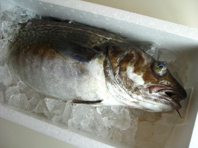 酒田直送!! 旬の寒鱈汁提供中!