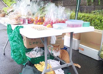 【出品しました】池上本門寺朝市