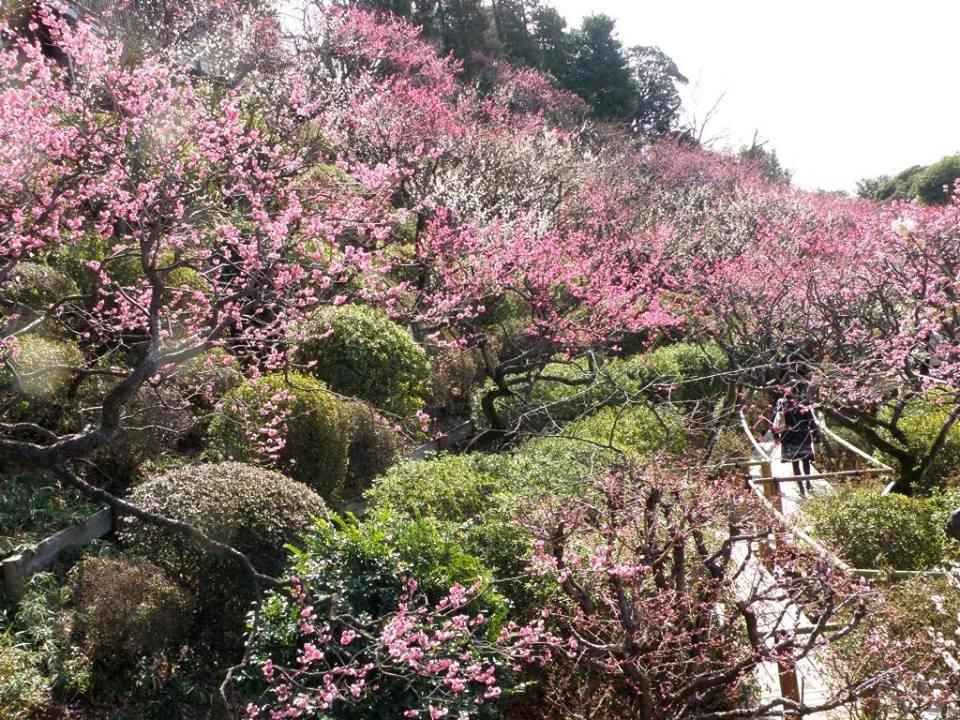 2月22日　池上梅園梅まつり屋台村　出店いたします
