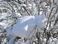 木の上に雪のかたまり