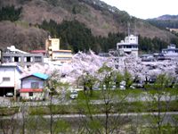 対岸の桜