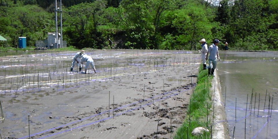 田んぼアート田植えの準備