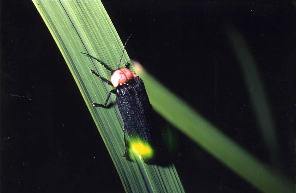 ほたるを見た～