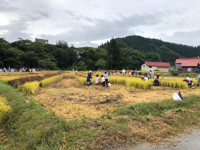 田んぼアート　稲刈り