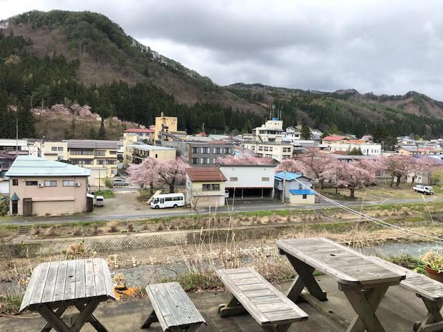 桜