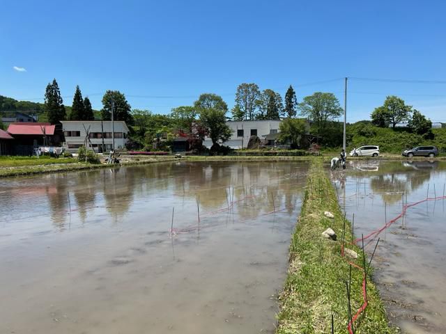 田んぼアート田植え体験