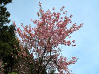 八重桜
