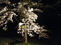 夜桜
