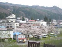 小野川も桜咲いた☆