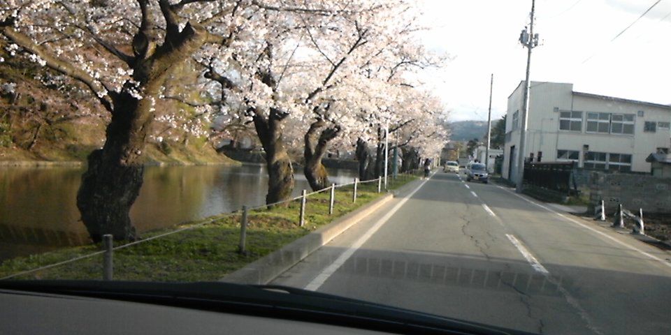 米沢の桜