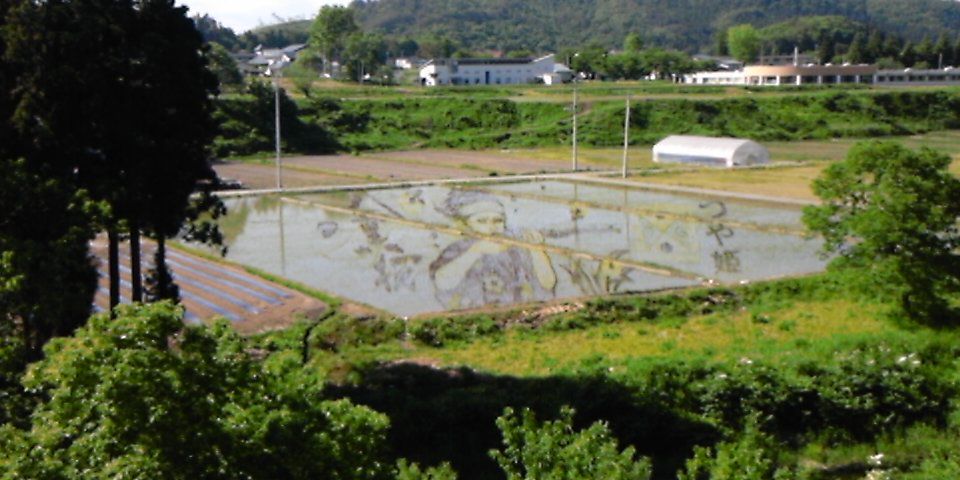 田んぼアート田植えから一週間