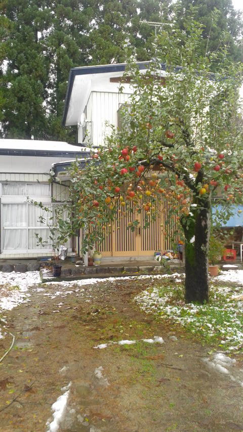庭のリンゴ