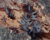 シロアリは冬どうしているのですか