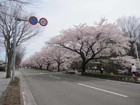 ※※※桜を見に行きました※※※