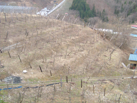 ぶどう畑風景②