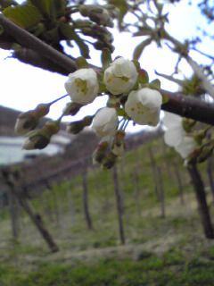 さくらんぼの花（佐藤錦）