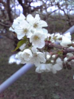 さくらんぼ（佐藤錦）の花です