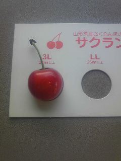 3Lのさくらんぼ★佐藤錦★