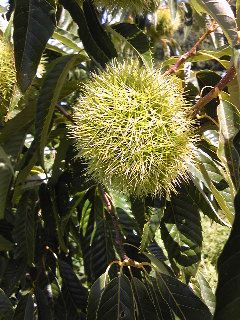 ★ぶどう畑の隅に栗の木です★