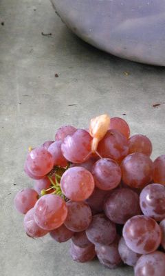 かたつむりとデラウェア