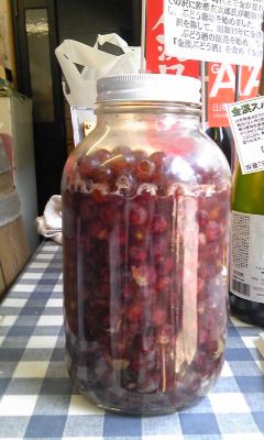 デラウェアMC発酵3日目