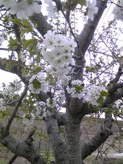 さくらんぼの花です