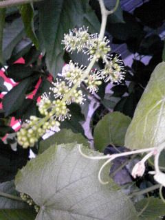 ぶどうの花です