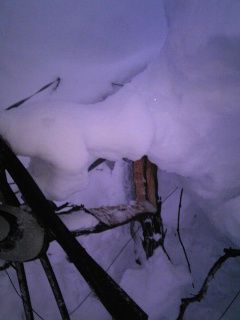 ぶどうの苗木がさけました