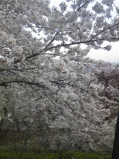 赤湯のさくら