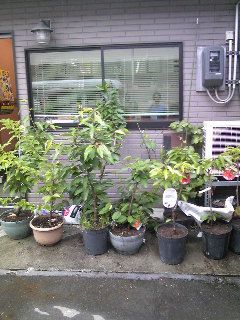 さくらんぼ  暖地