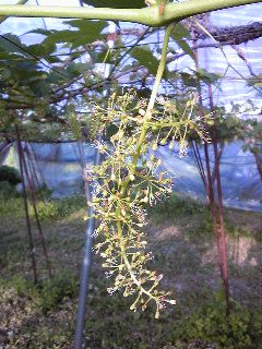 ぶどうの花