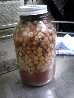 デラウェアMC発酵