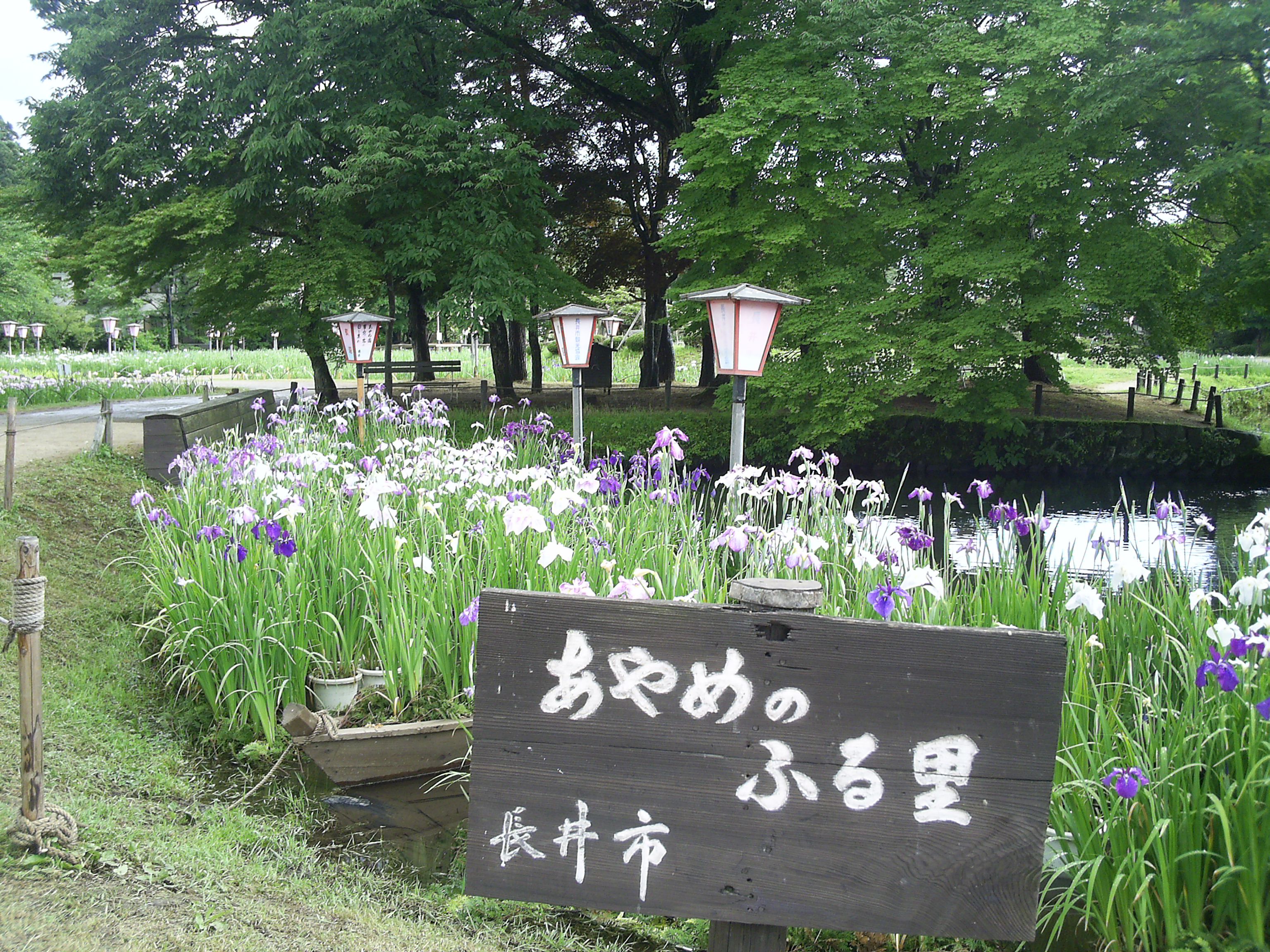 あやめでフランク販売開始！