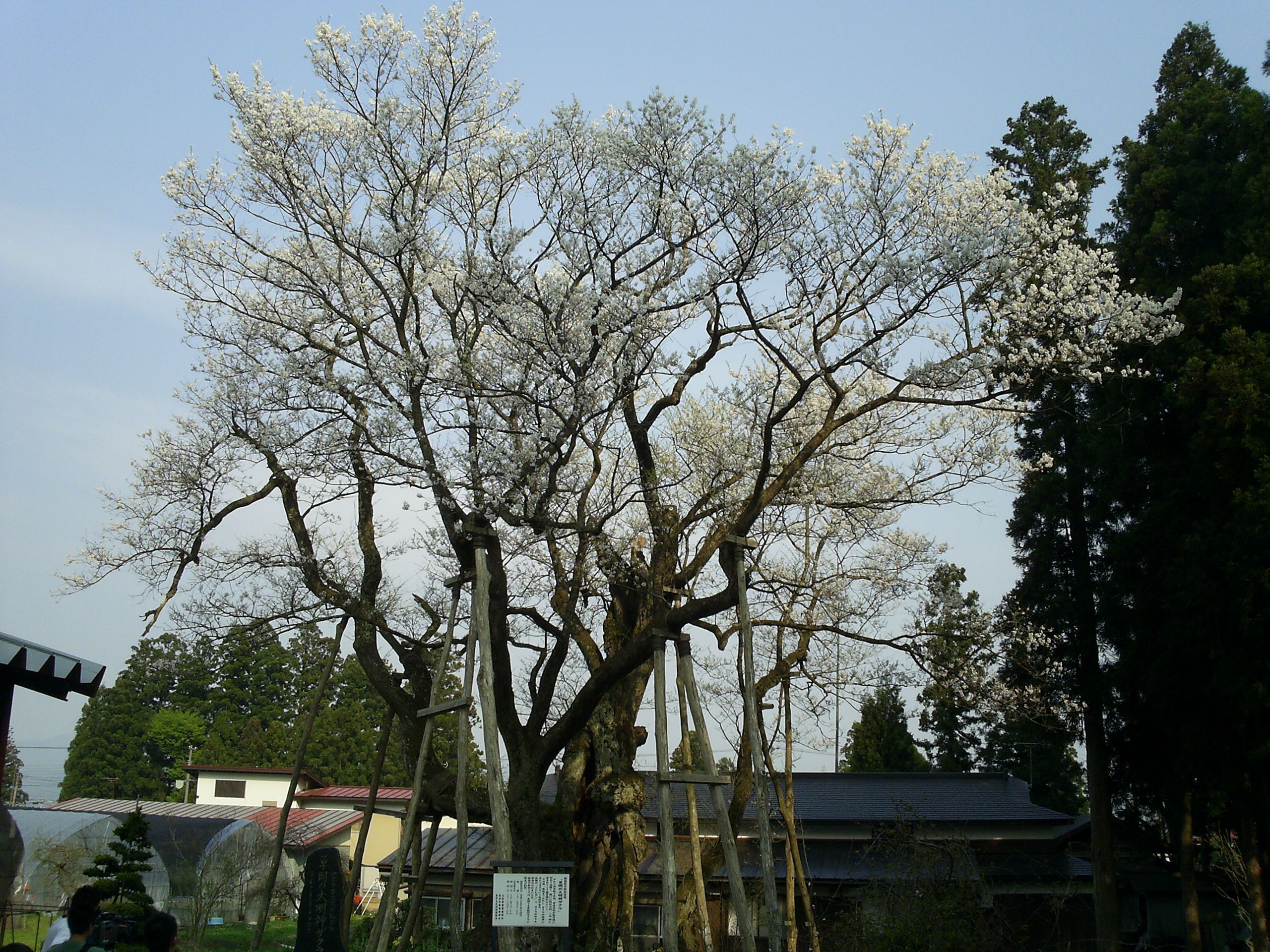 大明神ザクラ、満開です。