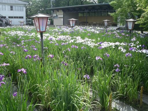 きょうのあやめの開花状況！